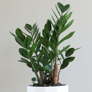 Zamioculcas