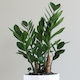 Zamioculcas