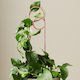 Ivy Muse Loop Plant Stake