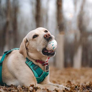 Pet: Chewtastic #1 Dog Ball