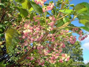 Aristotelia serrata Makomako