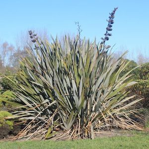 Phormium tenax Harakeke