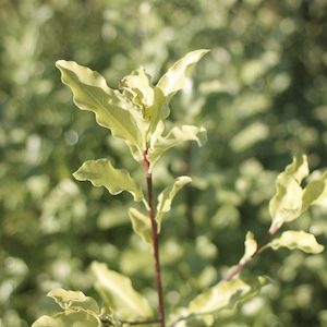 Pittosporum eugenioides Tarata