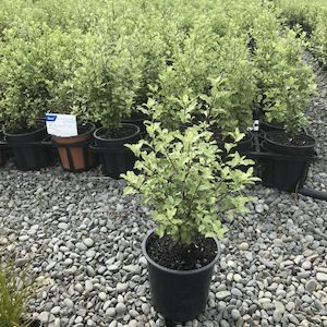 Landscaping and property maintenance service: Pittosporum tenuifolium Kōhūh