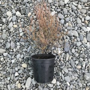 Landscaping and property maintenance service: Prumnopitys taxifolia Mata