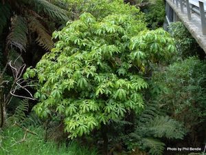 Schefflera digitata Patatē