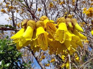 Sophora microphylla Kōwhai