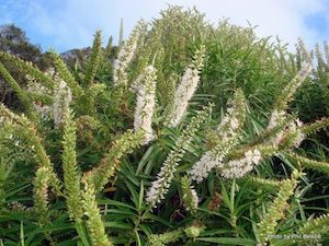 Veronica salicifolia Koromiko