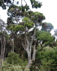 Elaeocarpus hookerianus Pōkākā