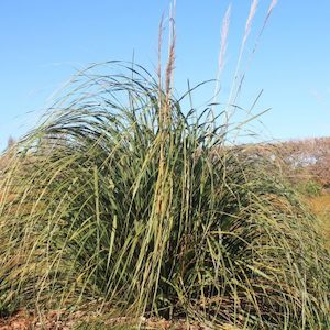 Landscaping and property maintenance service: Austroderia richardii Toetoe