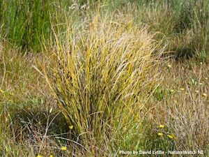 Landscaping and property maintenance service: Carex dipsacea