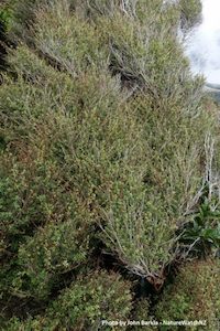 Kunzea ericoides Kānuka