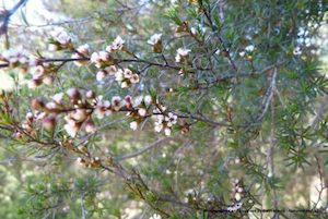 Landscaping and property maintenance service: Kunzea serotina Kanuka