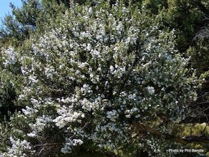 Landscaping and property maintenance service: Leptospermum scoparium Mānuka