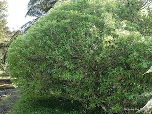 Landscaping and property maintenance service: Melicytus ramiflorus Māhoe