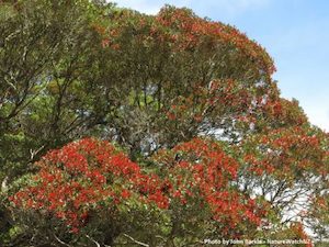 Landscaping and property maintenance service: Metrosideros umbellata