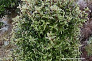 Landscaping and property maintenance service: Myrsine australis Māpou