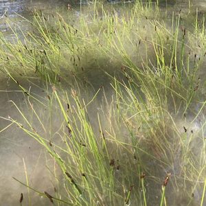 Landscaping and property maintenance service: Eleocharis acuta