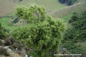 Hoheria angustifolia Houhere