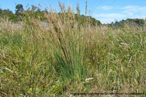 Juncus sarophorus