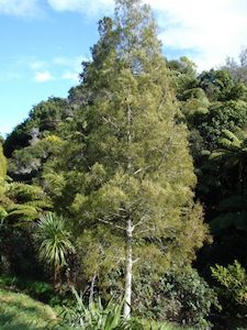 Dacrycarpus dacrydioides Kahikatea