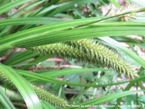 Landscaping and property maintenance service: Carex forsteri