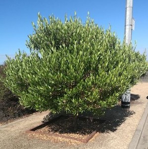 Landscaping and property maintenance service: Dodonaea viscosa Akeake