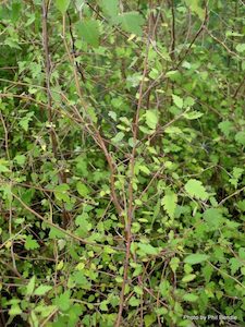 Plagianthus regius Manatu