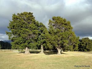 Landscaping and property maintenance service: Podocarpus totara Totara