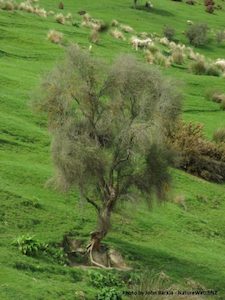 Olearia lineata