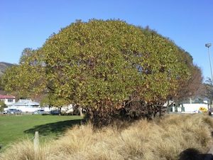 Landscaping and property maintenance service: Myoporum laetum Ngaio