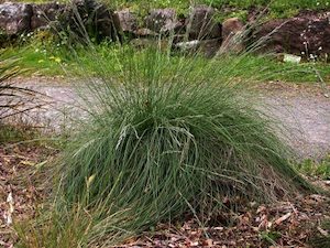 Landscaping and property maintenance service: Festuca actae