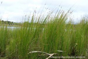 Landscaping and property maintenance service: Juncus edgariae Wiwi