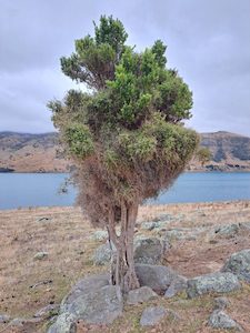 Landscaping and property maintenance service: Pennantia corymbosa Kaikōmako