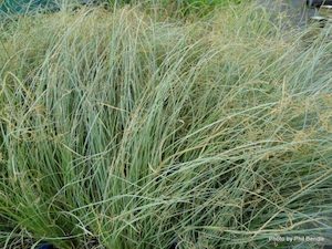 Landscaping and property maintenance service: Carex comans