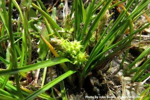 Carex flaviformis