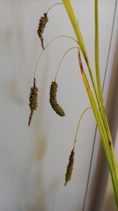 Landscaping and property maintenance service: Carex geminata Rautahi