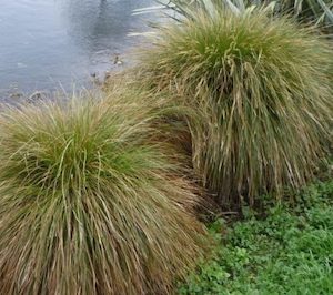 Landscaping and property maintenance service: Carex secta Pukio