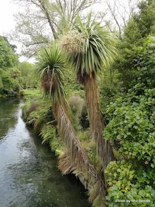 Cordyline australis Tī Kōuka