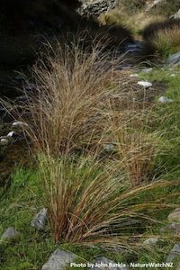 Landscaping and property maintenance service: Carex buchananii