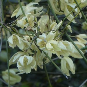 Landscaping and property maintenance service: Clematis afoliata Pōhue