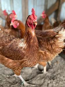 Mixed livestock farming: Hy-line Brown Pullet (Laying Hen) available November 2024