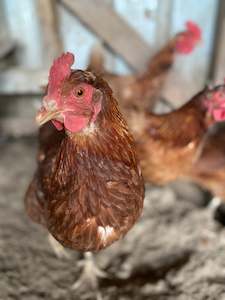 Hy-line Brown Pullet (Laying Hen) available late February 2025