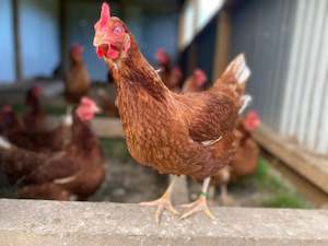 Hy-line Brown Pullet (Laying Hen) available October 2024