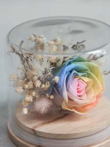 Dried flower: WW S Dome - Rainbow