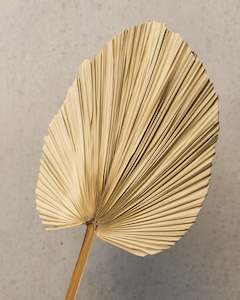 Dried flower: Natural XL Palm Spear