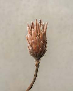 Dried flower: Protea