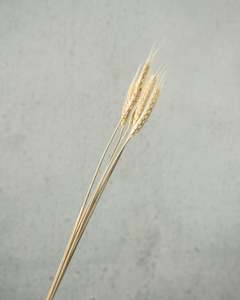 Wheat - Natural