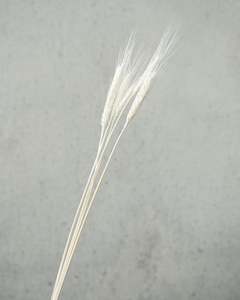 Dried flower: Wheat - White