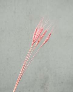 Dried flower: Wheat - Pink